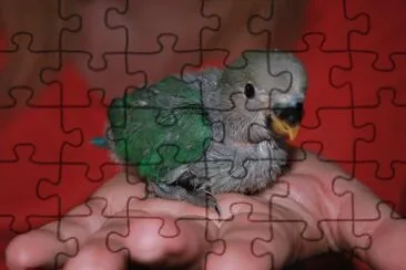 co jigsaw puzzle