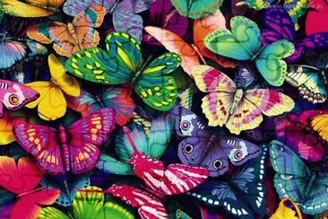 butterflies