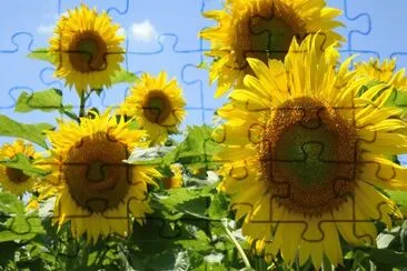 sunflowers jigsaw puzzle