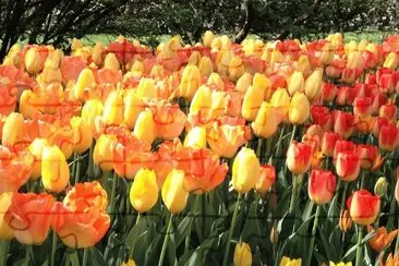 tulips