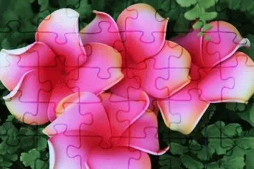 image jigsaw puzzle