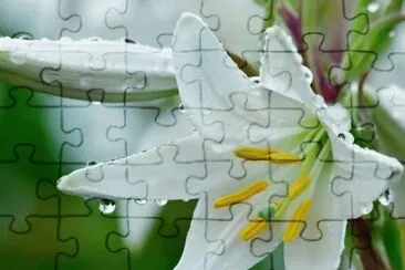 Z jigsaw puzzle