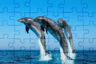 hermosos delfines jigsaw puzzle