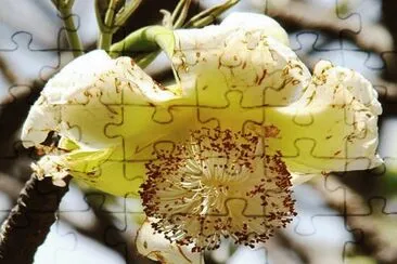 Baobab - Africa