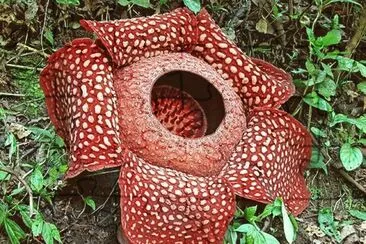 Raflesia -Indochina