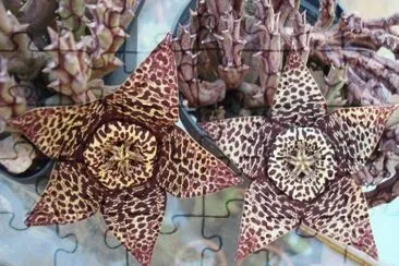 Stapelia - Africa