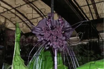 Tacca chantrieri - China