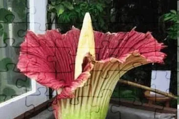 Titan Arum - Indonesia