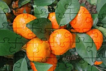 frutas jigsaw puzzle