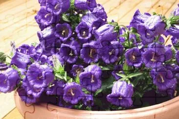 Purple Bell Flowers