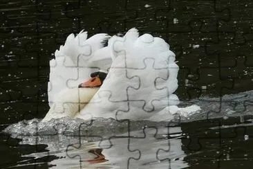 Cisne blanco jigsaw puzzle