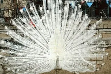 פאזל של Pavo Real albino