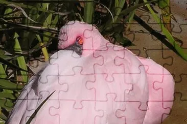 SnoozingÂ Lesser Flamingo jigsaw puzzle