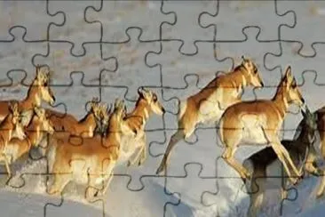 Pronghorn on the move - Colorado jigsaw puzzle