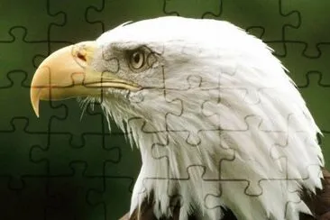 Aguila calva jigsaw puzzle