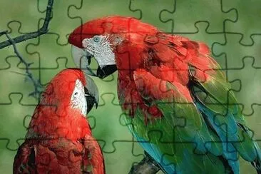 Papagallos jigsaw puzzle