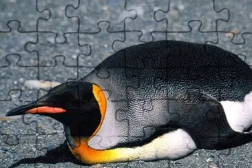 Pinguino jigsaw puzzle