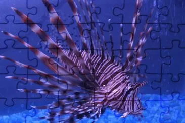 Great Barrier Reef Lionfish-Australia