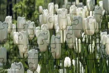 פאזל של white tulips