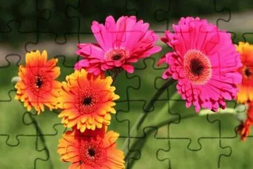 foto jigsaw puzzle