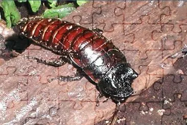 Cucaracha gigante de Madagascar jigsaw puzzle