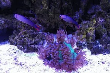 Purple Firefish and Coral