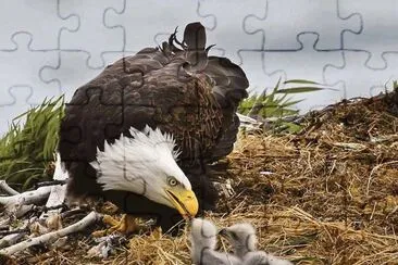 eaglets