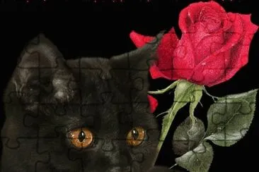 Black Cat and Rose