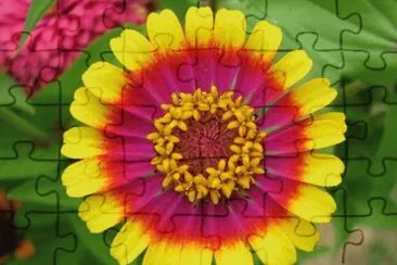 Zinnia jigsaw puzzle