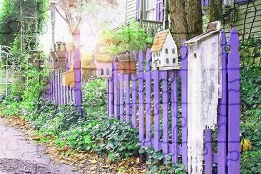 Purple Picket Fence