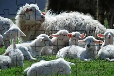 Sheep