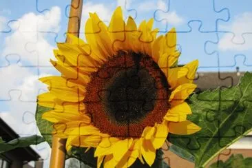 Sonnenblume