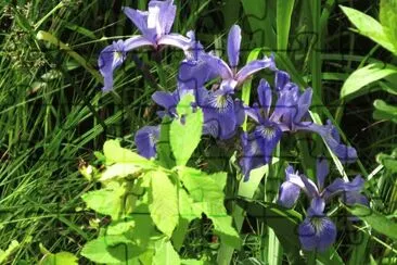 פאזל של Swamp Irises  so pretty