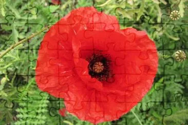 Mohn