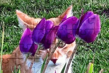 Peek-A-Boo Cat in Tulips