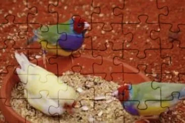 פאזל של birds