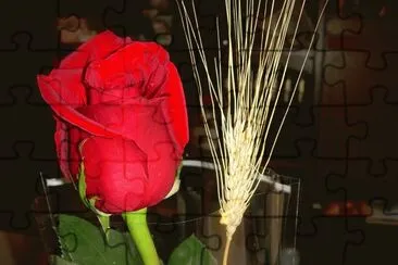 Rosa de Sant Jordi