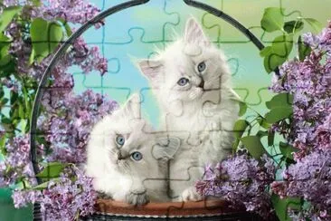 White Kittens in Basket