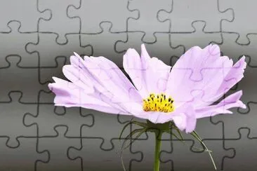 Imagenes jigsaw puzzle