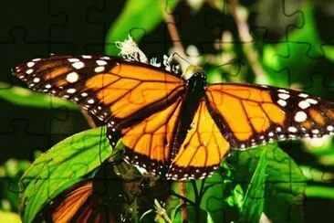 Mariposa Monarca