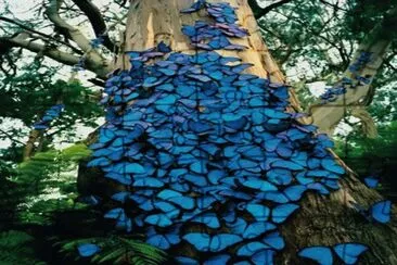 Mariposas azules - Colombia