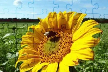 ImÃ¡genes jigsaw puzzle