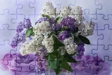 Purple and White Lilacs