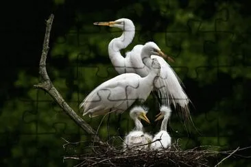 egret and chicks