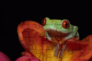 red-eyed tree frog