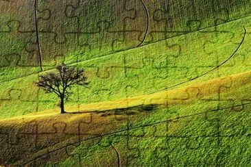 tree in field