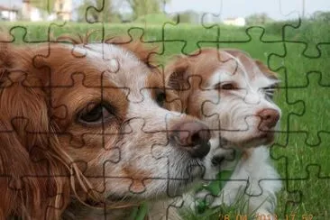 miei cani