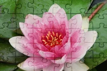 flores jigsaw puzzle