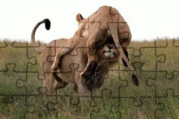 ... jigsaw puzzle