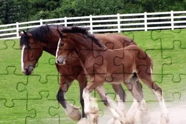 Clydesdales jigsaw puzzle